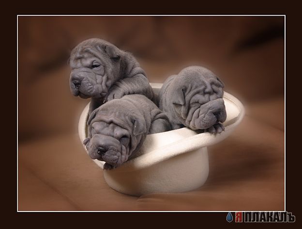 УЛЫБНИСЬ! Животное ассорти