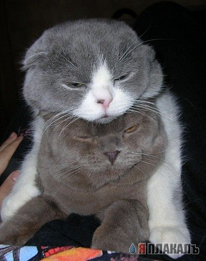 Коты, кошки, котята
