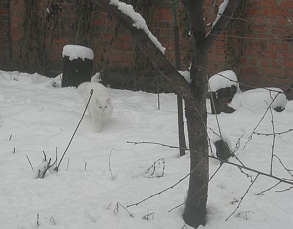 Коты в засаде