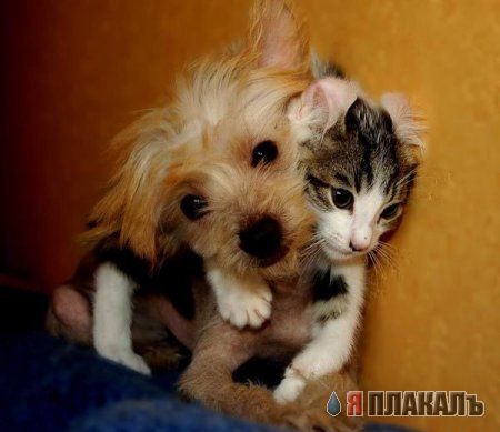 Кошки и Собаки - большая подборка