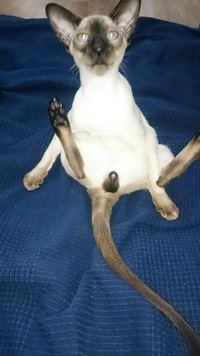 Кот с очень необычной способностью.