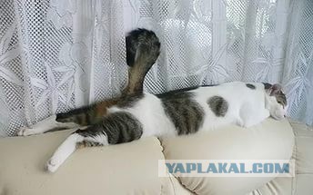 Когда животным делеть нехрен