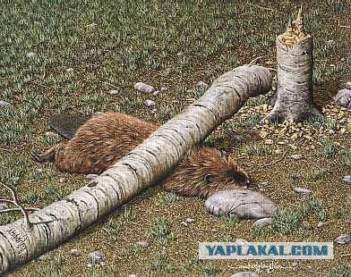 Подборка интересных и веселых картинок