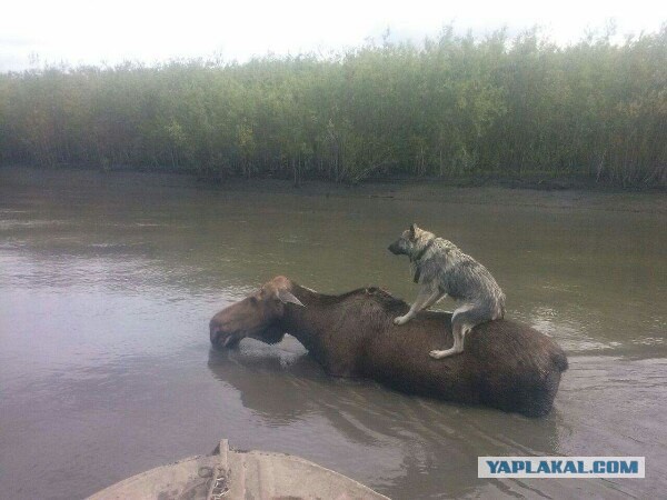 Лось и волк