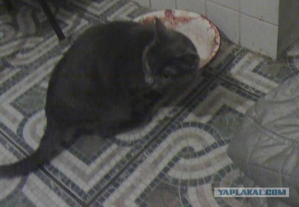 Ваши фотки котов на телефон