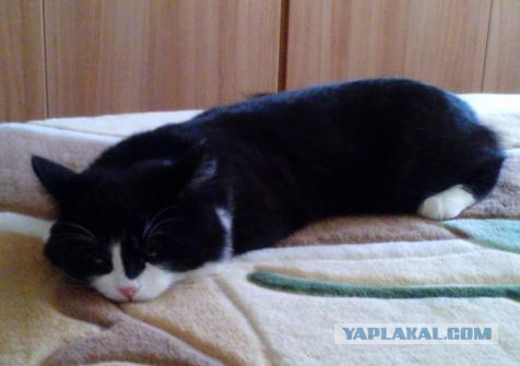 Ваши фотки котов на телефон