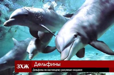 Эволюция или да ну вас на хрен
