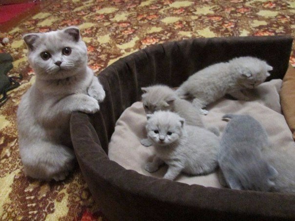 Коты из сети
