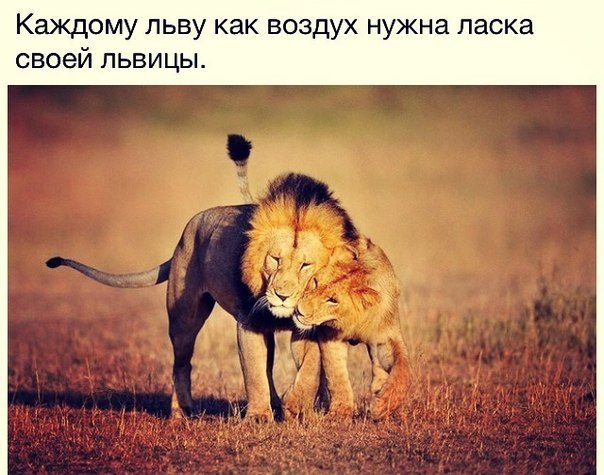 Самые смешные животные
