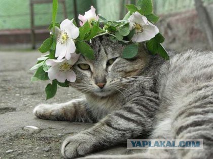 Котовторник 27.12.2016