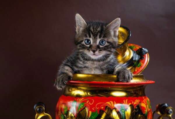 Коты и Кошки
