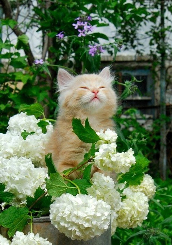 Коты и Кошки