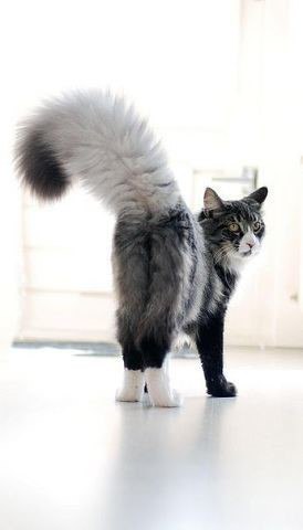 Коты и Кошки