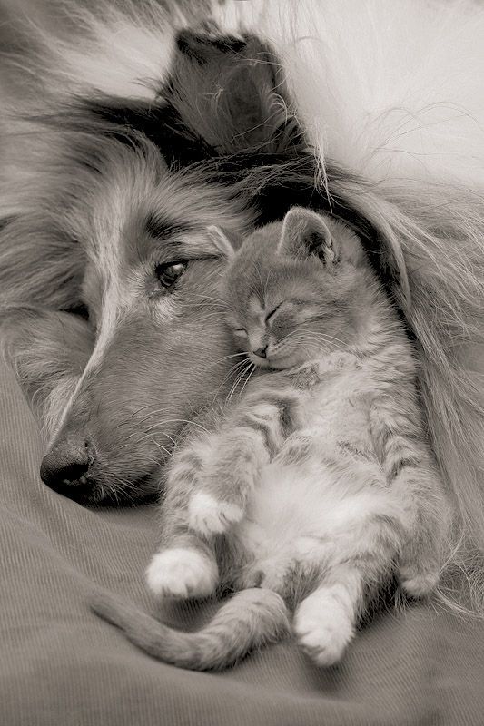 Коты и Кошки