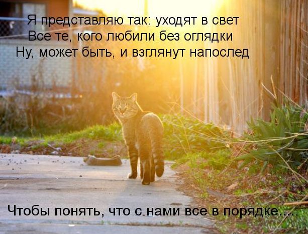 Ушла за радугу моя защитница. Памяти пост