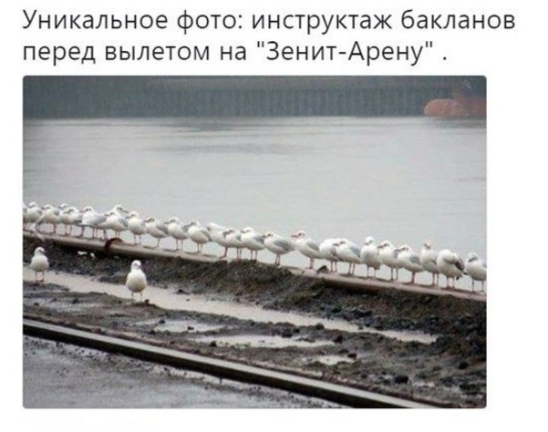 Бакланы и стадион