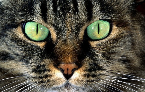 Коты и Кошки