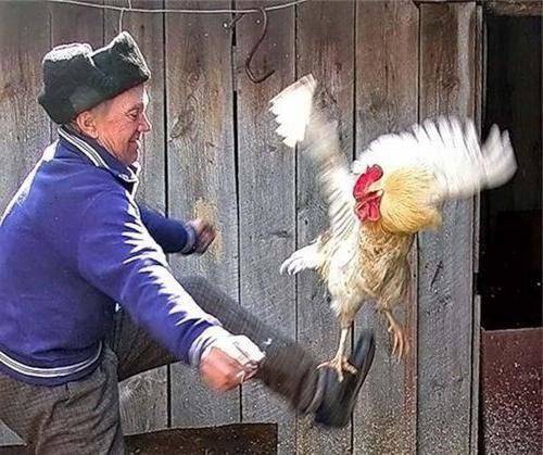 Цесарю — цесарку!