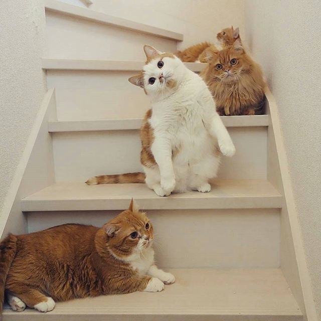 Коты и Кошки