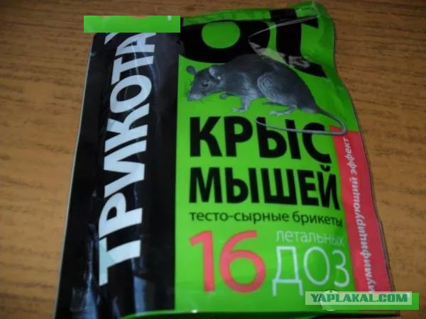 В гараже завелась крыса. Жрёт картошку и мой лук!