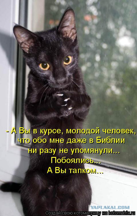 Я все понял. О кошаках