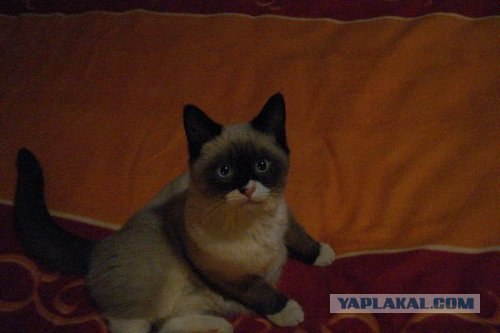 Котовторник на ЯПлакалъ (10.06.08), прикольные коты, добавляем свои!