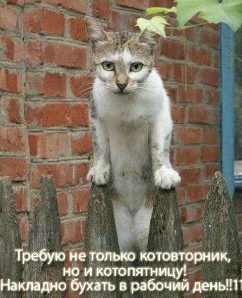 Котовторнику Да (09.12.08)