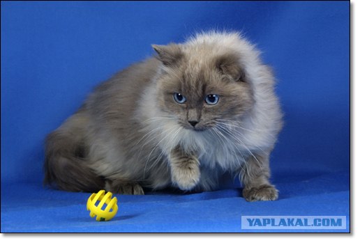 Котовторник (06.01)