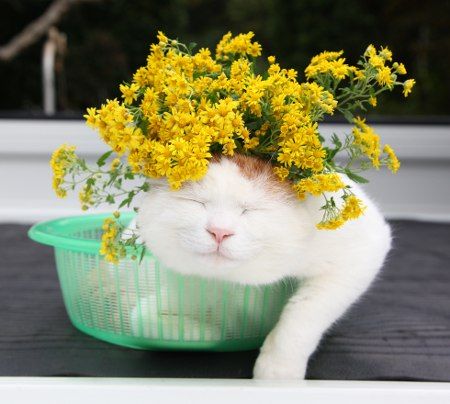 Прикольных котов пост