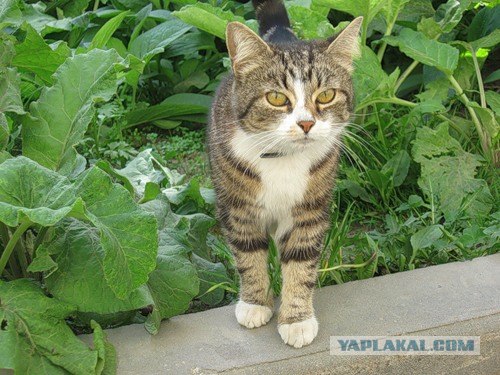 Котовторник (02.06.2009)