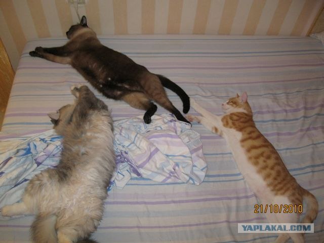 Котовторник - С праздником, котоводы!