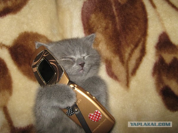 Котовторник! 08.11.11
