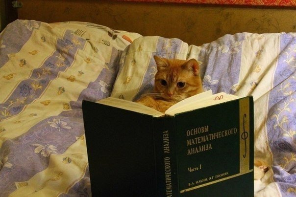 Немного милоты