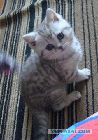 Котовторник (31.01.2012)