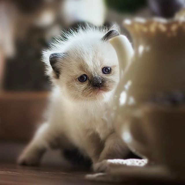 Котики