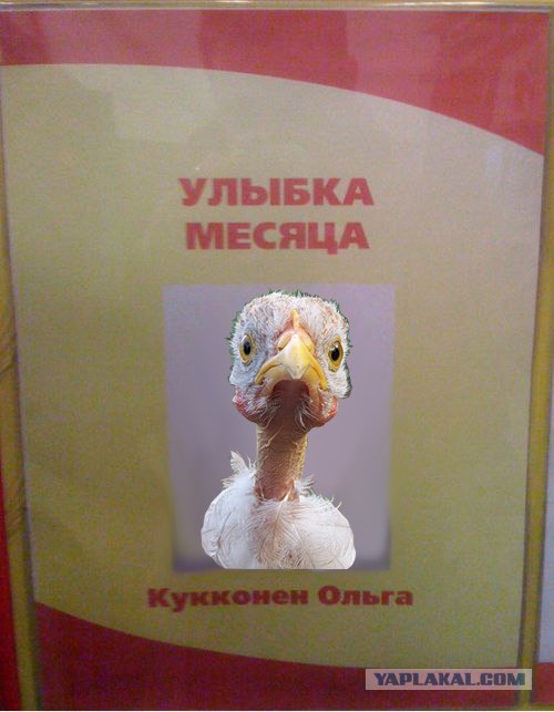 Фотожаба: Цыпа
