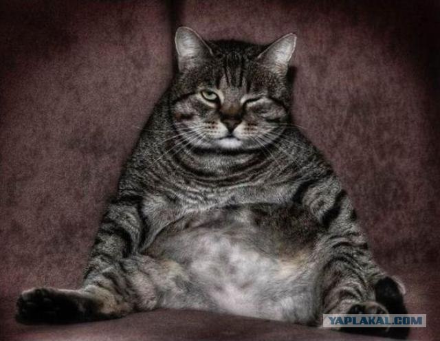 Фигасе воробушек!