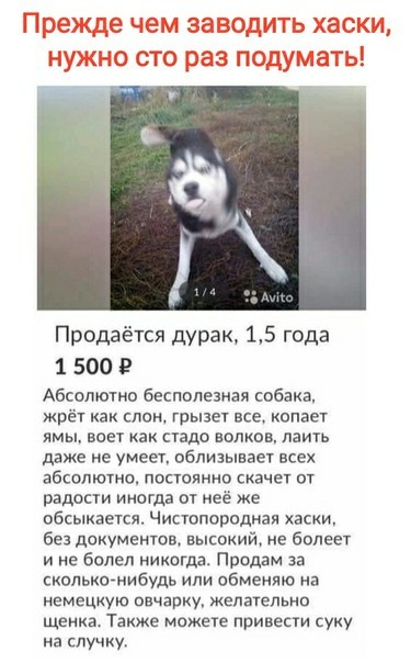 Когда у тебя хаски