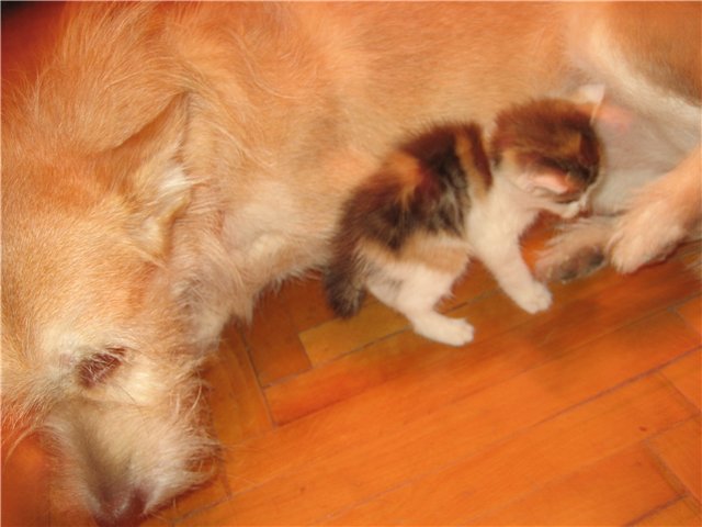Котёнкин обед