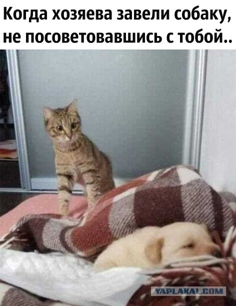 Котовторник 09.02.21. Свежие котики от Нарвского.