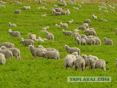 Воровство тюльпанов