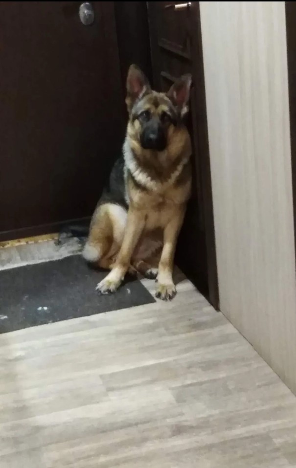 Собакочетверг без собак