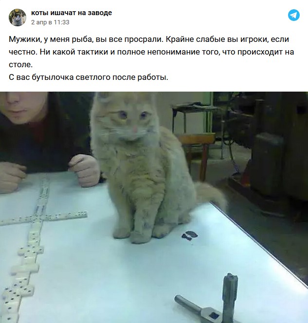 Коты ишачат на заводе