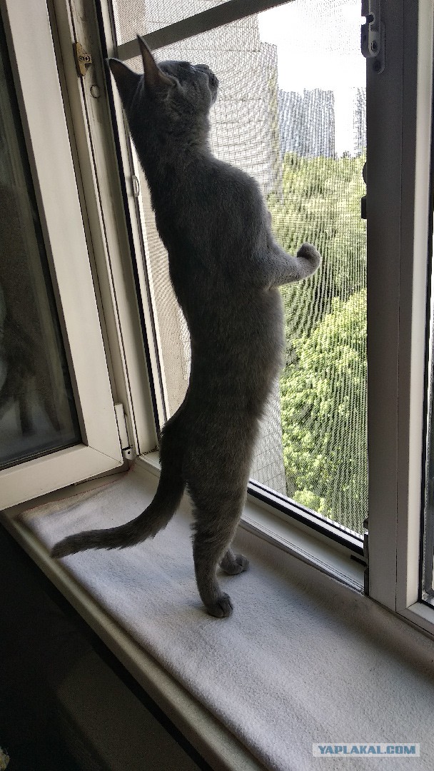 И снова день кошачий!