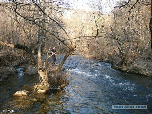 Форель, горный Крым.