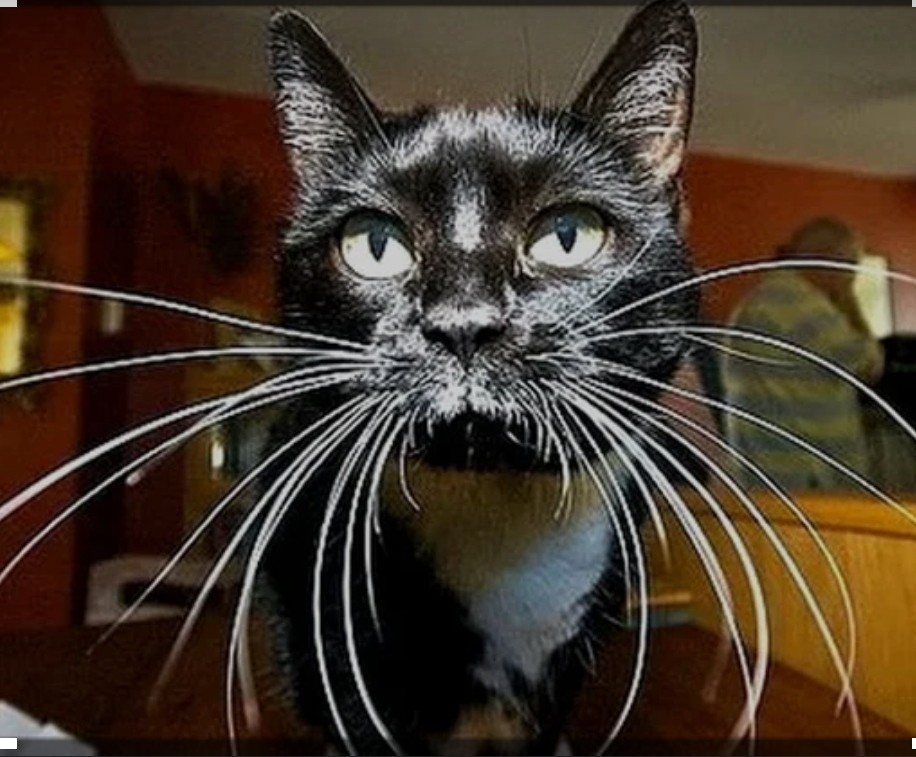 кот с длинными усами. кот с длинными усами. мейн кун короткошерстный. самые длинные вибриссы у кошки. кот с огромными усами.