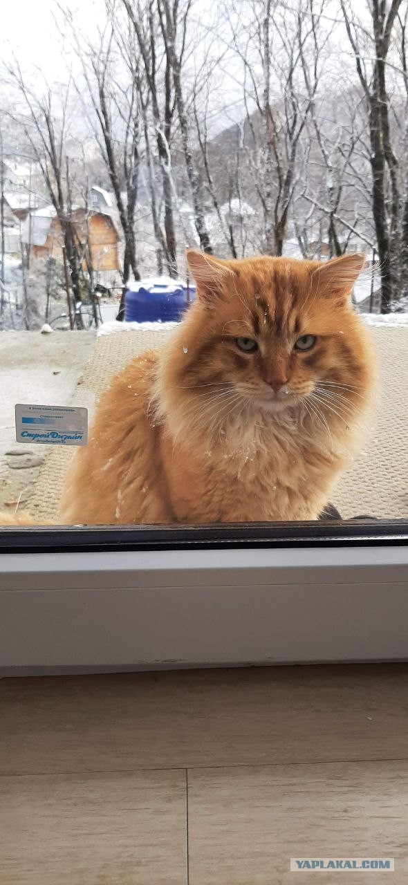 Как Вам котик?
