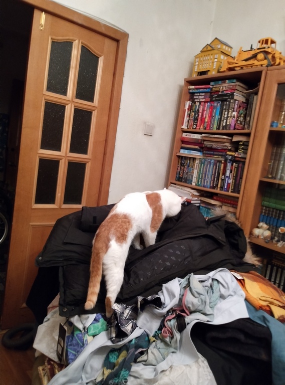 Всех с котовторником