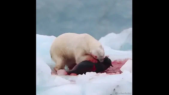 Морские котики