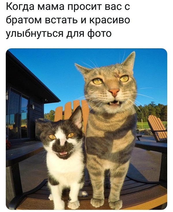 Подеградируем?!